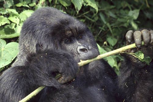 Silverback eating