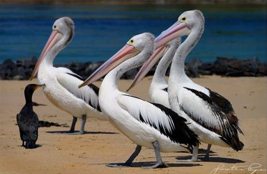 Four pelicans