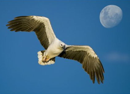 Moon