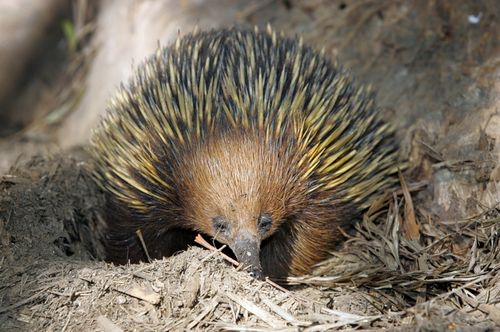Echidna