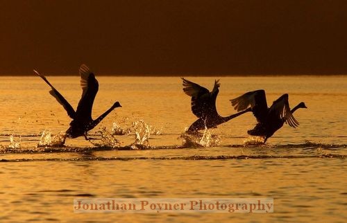 Black swans