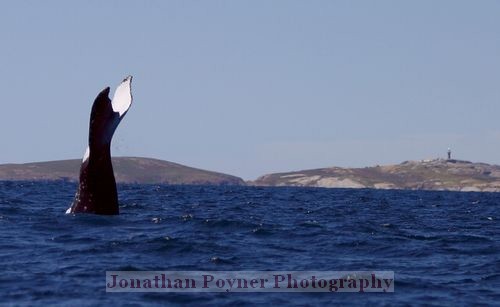 Island whale