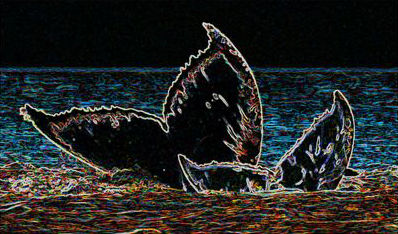 Whale effect