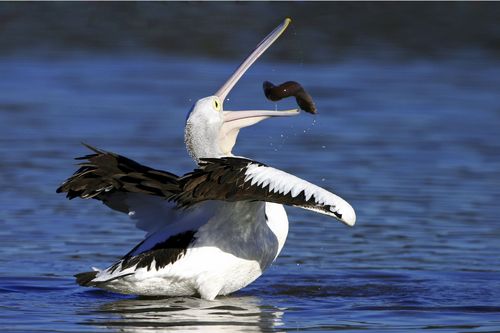 Pelican