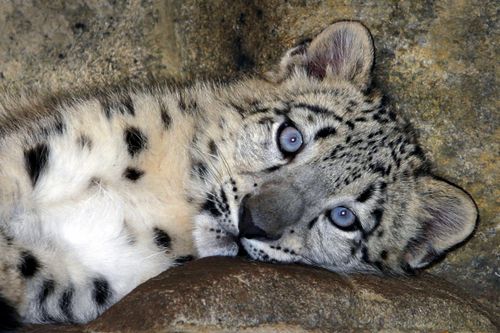 Snow leopard