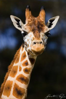 Giraffe portrait