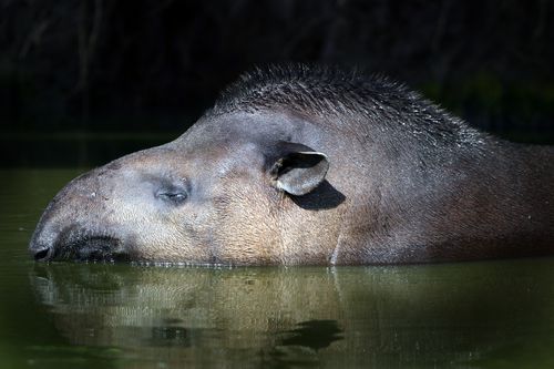 Tapir