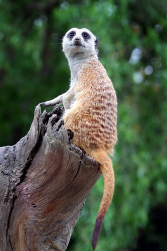 Lookout