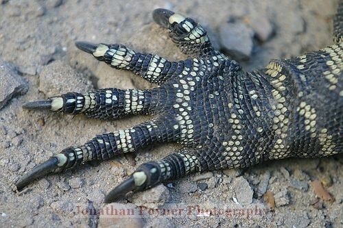 Goanna foot