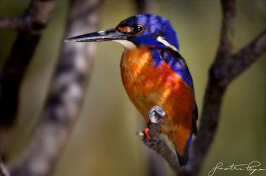 Azure kingfisher