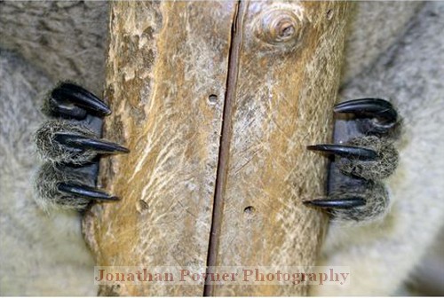 Koala claws