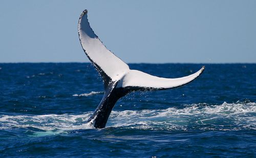 Whale