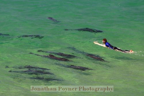 Dolphins and surfer