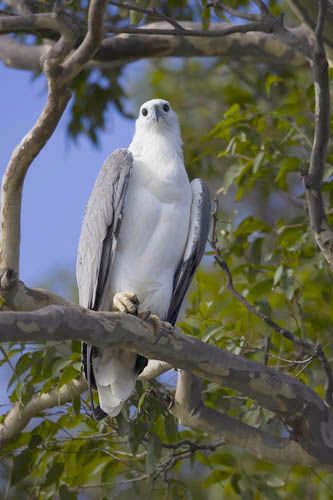 Eagle in tree