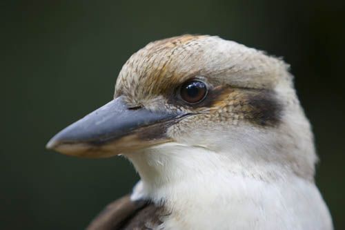 Kookaburra