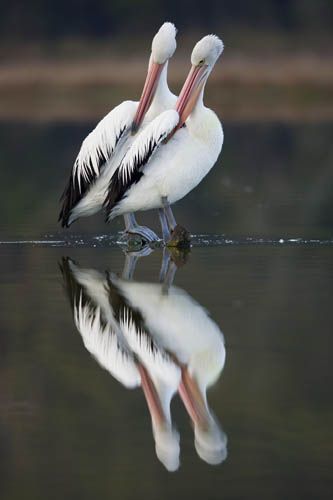 Two pelicans