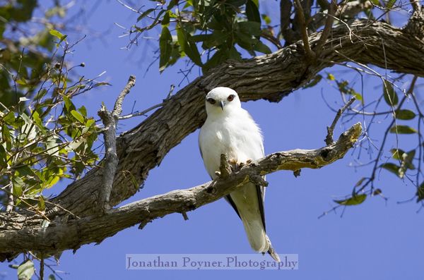 Black-shouldered kite