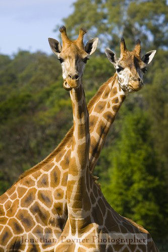 Two giraffes