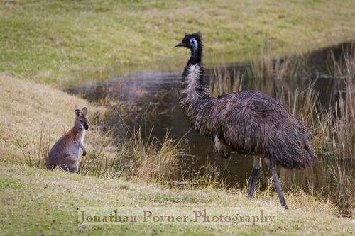 Emu and wallaby