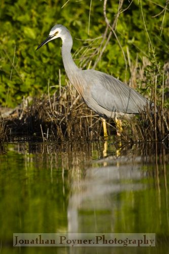 Wading 