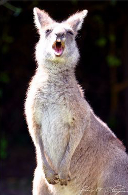 Laughing kangaroo
