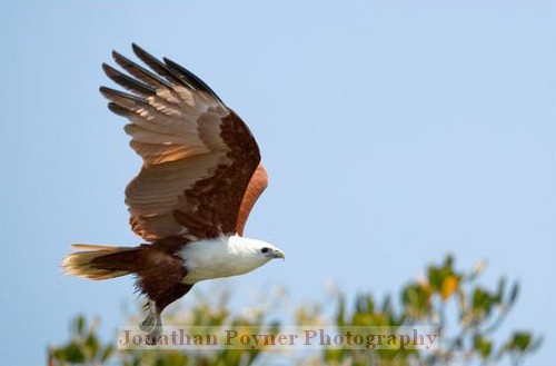 Brahminy kite