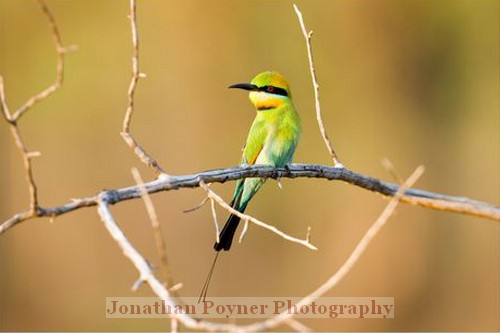 Rainbow bee-eater