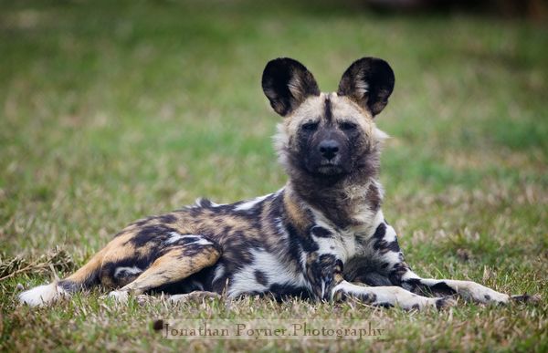 African hunting dog