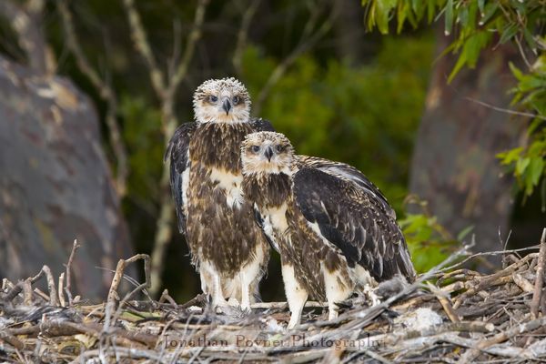 Two chicks