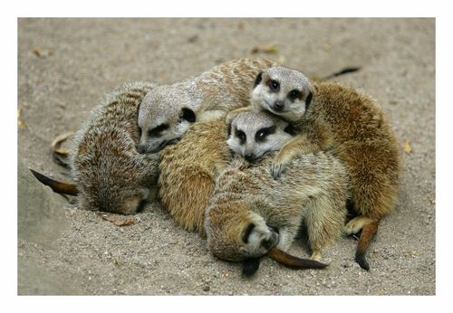 Meerkats