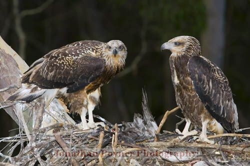 Juveniles