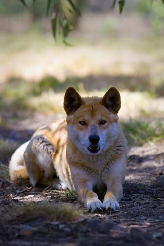 Dingo