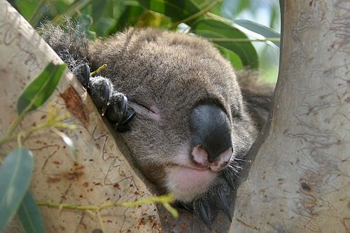 Sleeping koala