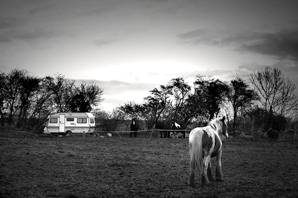 Coloured Cobs & Caravan