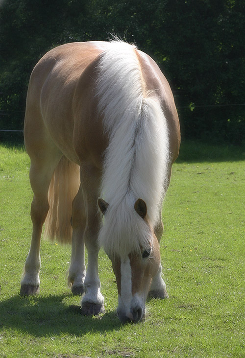 Fellway Fenella