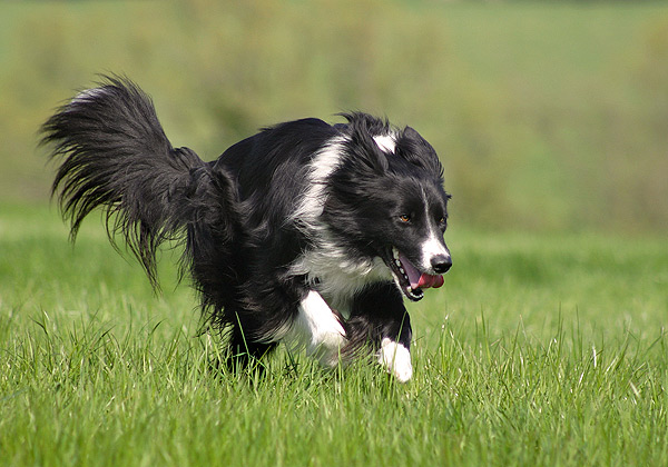 Jet in Action