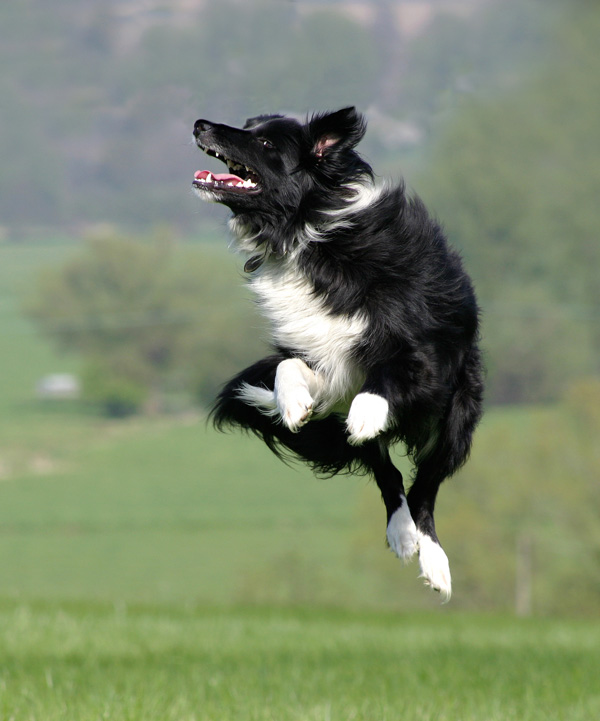 Jumping Jet