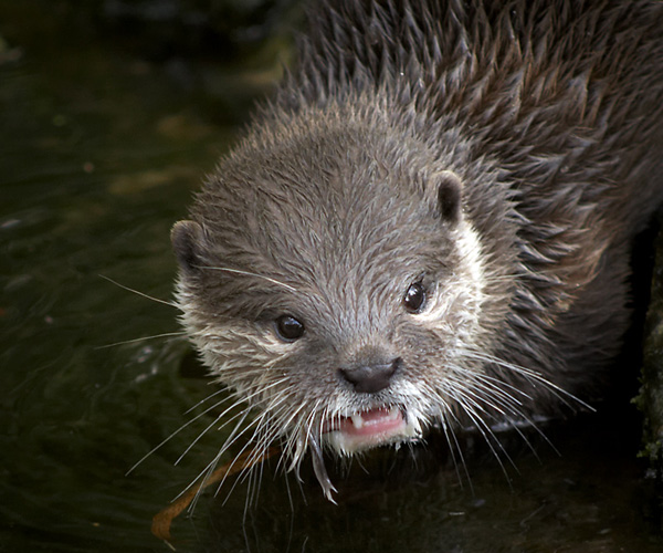 Otter
