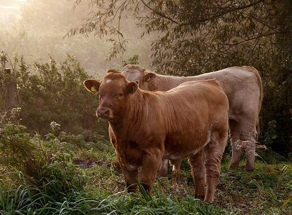 Bullocks