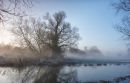 Old Willow