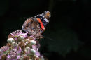 Red Admiral
