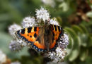 Small Tortoiseshell