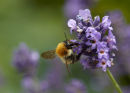 Bee on Lavender