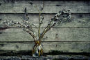 Pussy Willow