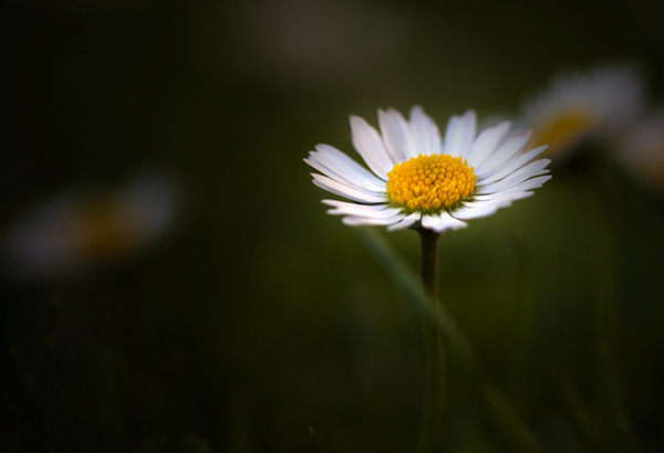 Daisy