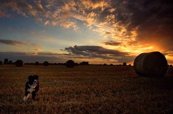 Dog and Bale