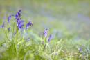 Bluebells