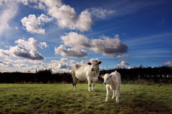 Cow and Calf