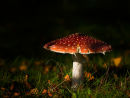 Fly Agaric