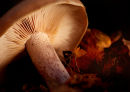 Woodland Fungi
